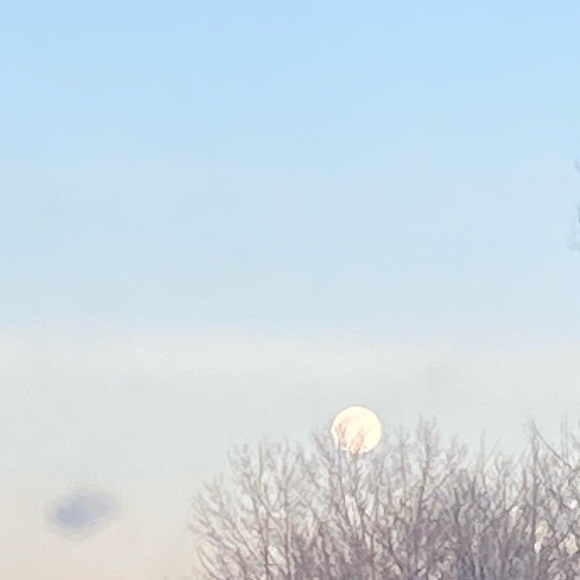 Meet your Posher, Rylee - Picture 1 of 1